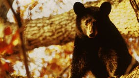 Virginia hunter dies after bear shot from tree falls on him