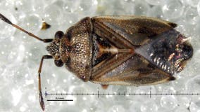 Rare insects found in South African flower shipment at Dulles Airport