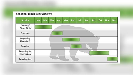 2 bear sightings reported in Montgomery County