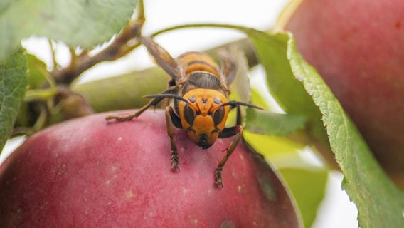 Murder hornets declared eradicated in US, officials announce