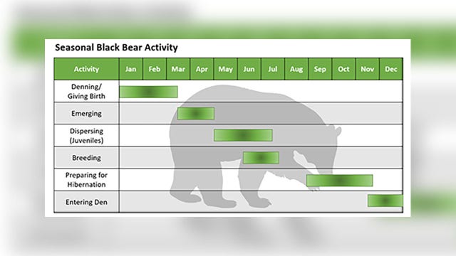2 bear sightings reported in Montgomery County