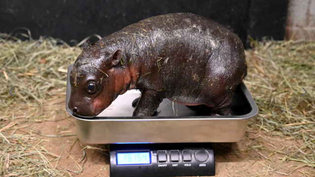 Virginia zoo welcomes newborn pygmy hippo