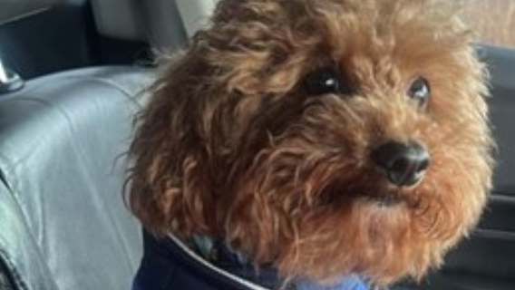 Goldendoodle 'Kodi' stolen in broad daylight in DC