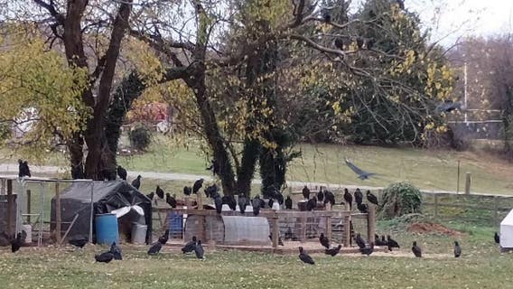 Fauquier High School takes extreme measures to remove 100 unwanted vultures