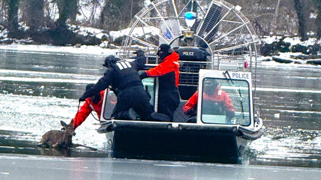 DC police, firefighters help rescue deer from icy Potomac River