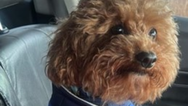Goldendoodle 'Kodi' stolen in broad daylight in DC