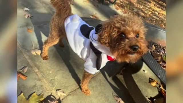 Goldendoodle 'Kodi' reunited with owner after being taken in DC