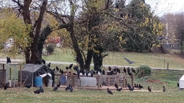 Fauquier High School takes extreme measures to remove 100 unwanted vultures