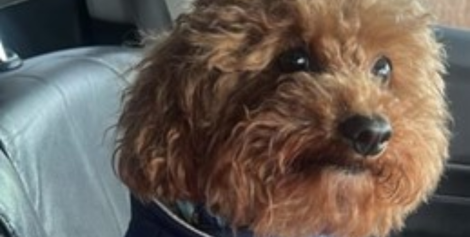 Goldendoodle 'Kodi' stolen in broad daylight in DC
