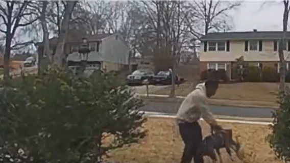 Heartbroken family describes moments when Yorkie was killed by neighbor's pitbull