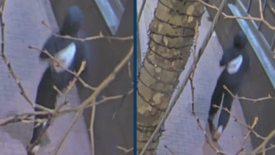 Suspect wanted after groping at least 4 women in Falls Church, police say