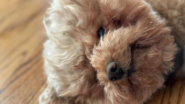 Maryland family’s beloved poodle mauled to death by neighbor’s dogs