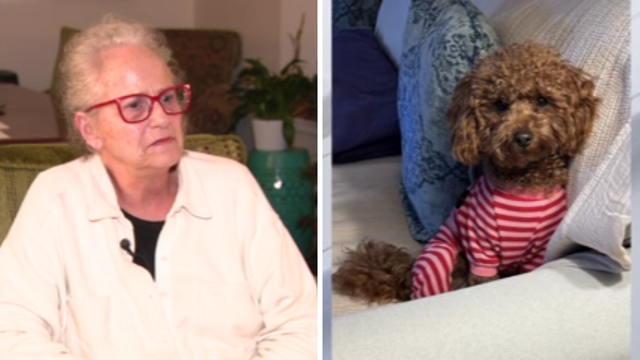 Toy poodle killed by pit bulls at Montgomery County dog park, owner devastated