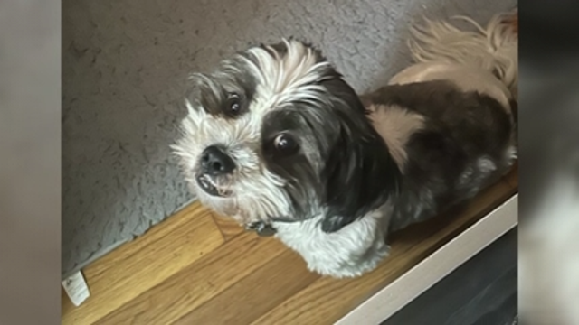 Virginia PetSmart groomer cut off tip of Shih Tzu’s tail, owner says