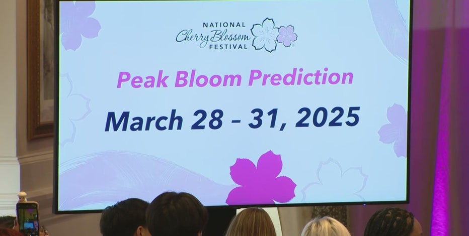 DC cherry blossoms: 2025 peak bloom prediction dates revealed