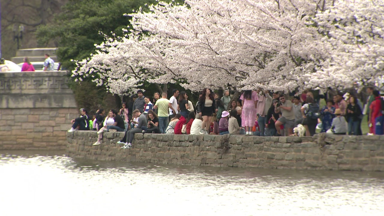 Peak bloom season ends early for DC’s cherry blossoms