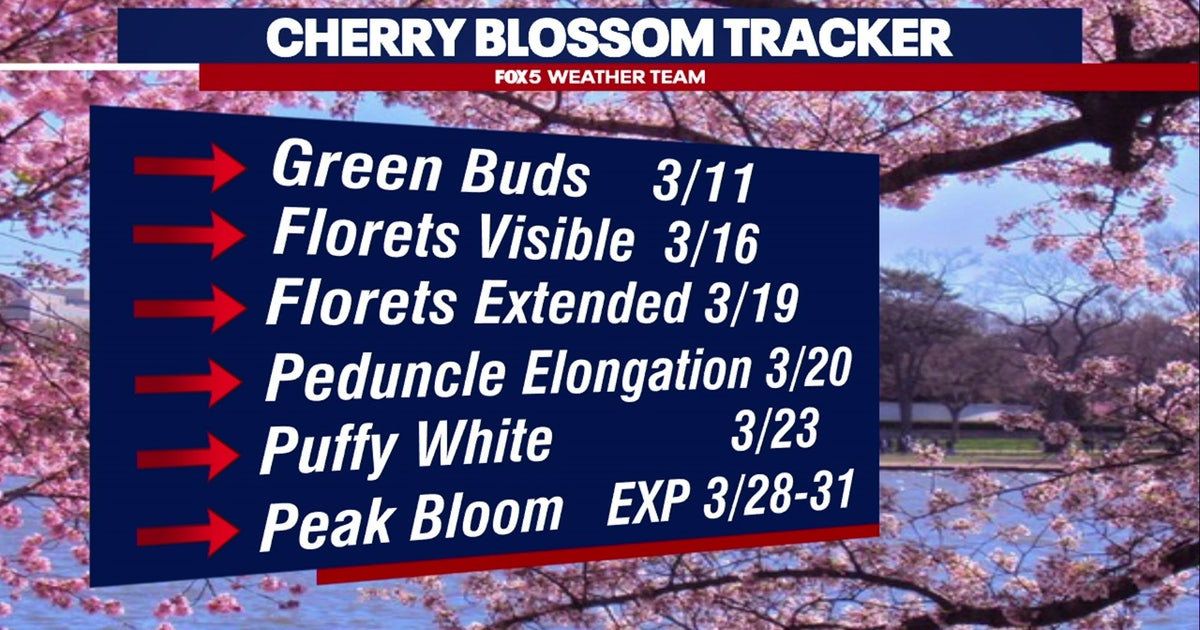 DC's cherry blossom trees reach stage 5, signaling approach of