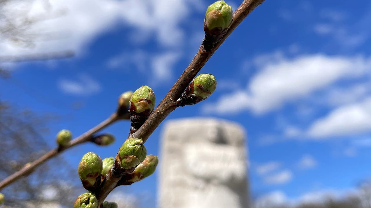 Cherry Blossoms Near Peak Bloom in DC, NYC Exhibits First Blooms