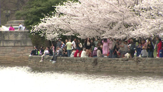Peak bloom season ends early for DC’s cherry blossoms