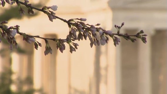 DC weather: Cherry blossoms near peak bloom as warm weekend temperatures approach