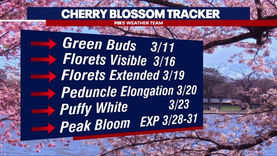 PEAK BLOOM: Warmth to welcome DC cherry blossoms this week