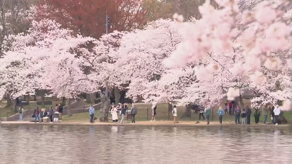 DC’s cherry blossoms reach peak bloom