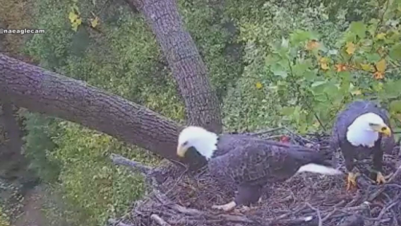 Love is in the air: DC's iconic bald eagle couple expecting hatchlings soon