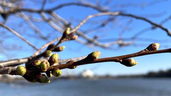 DC's Cherry Blossoms begin journey to peak bloom, green buds appear