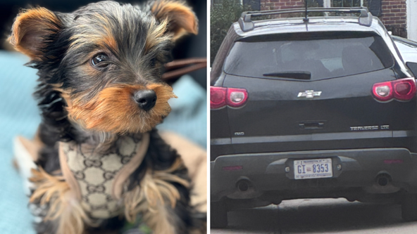 Yorkie killed in DC hit-and-run, police searching for driver