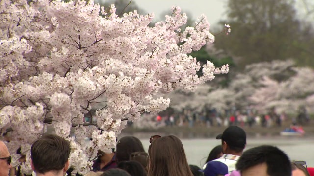 Gusty winds, severe weather could cut cherry blossom season short