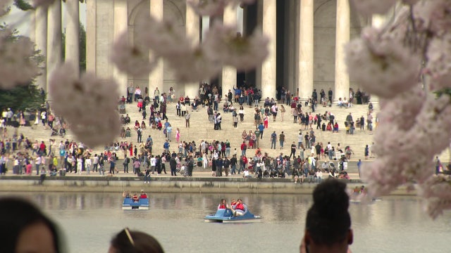 DC cherry blossoms draw massive crowds to Tidal Basin during peak bloom