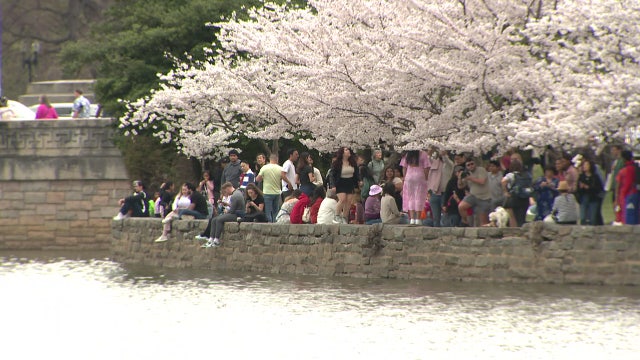 Peak bloom season ends early for DC’s cherry blossoms