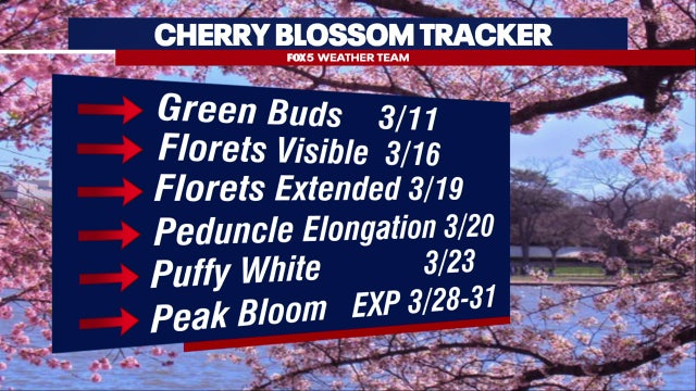 PEAK BLOOM: Warmth to welcome DC cherry blossoms this week