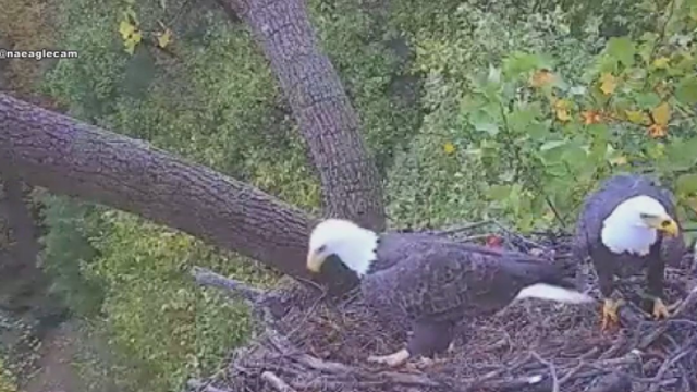 Love is in the air: DC's iconic bald eagle couple expecting hatchlings soon