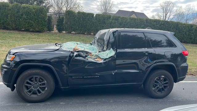 Driver injured after high winds topple tree onto car in Potomac