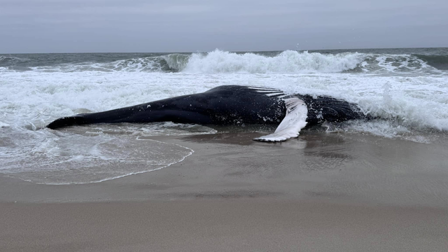 Humpback whale dies after washing up on Delaware seashore