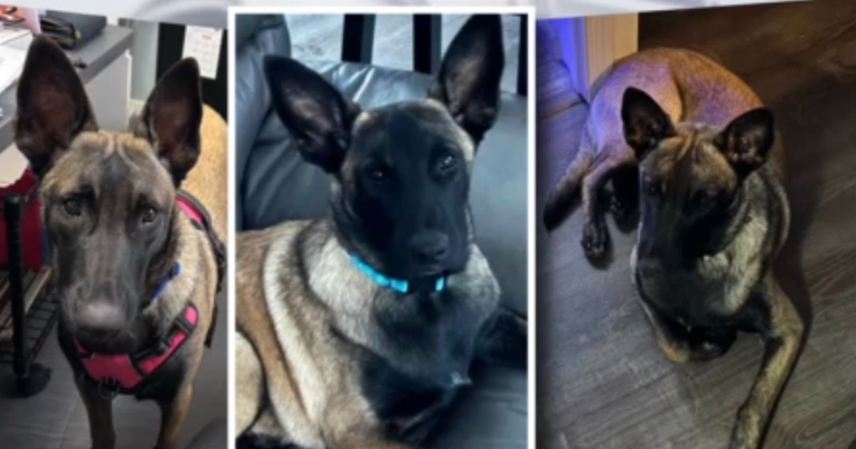 Maryland woman claims neighbors shot, killed missing dog mistaking it ...