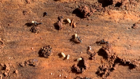 Venomous Asian needle ant raises anaphylaxis concerns in parts of US