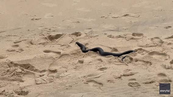 Cobra-like snake spotted in Ocean City, Maryland