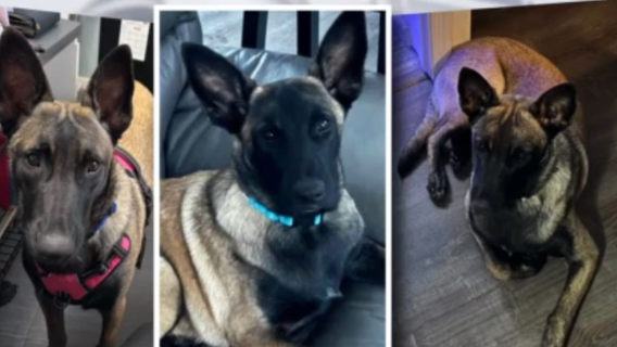 Maryland woman claims neighbors shot, killed missing dog mistaking it for coyote