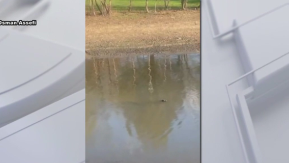Alligator reportedly spotted in Maryland