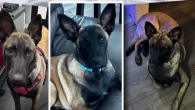 Maryland woman claims neighbors shot, killed missing dog mistaking it for coyote