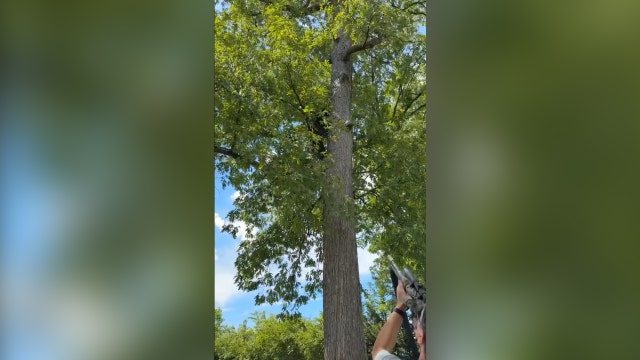 Maryland DNR officials safely remove bear from tree