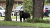 WATCH: Black bear spotted in tree in Herndon