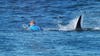 Here's where the most shark attacks have happened – including a handful in Virginia and Maryland