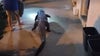 Alligator found outside Virginia motel room escorted away by Fairfax County Police