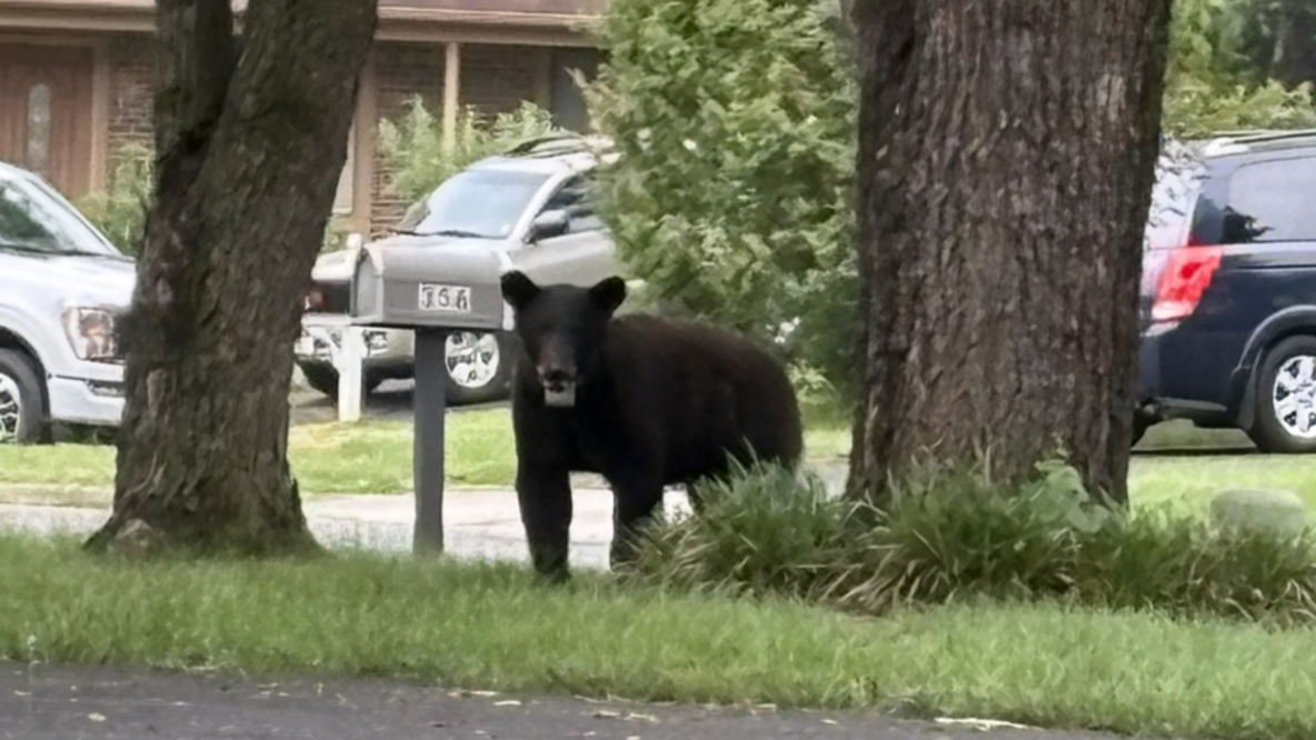 Maryland officials say black bears are back, searching for food