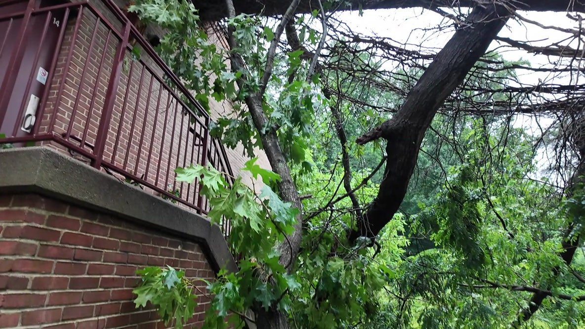 Downed tree closes Westland Middle School for second straight day