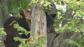 Young black bear safely removed after 'hanging out' in Herndon neighborhood