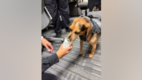 K9 agent, Freddie, kicked by man at Dulles Airport expected to make full recovery